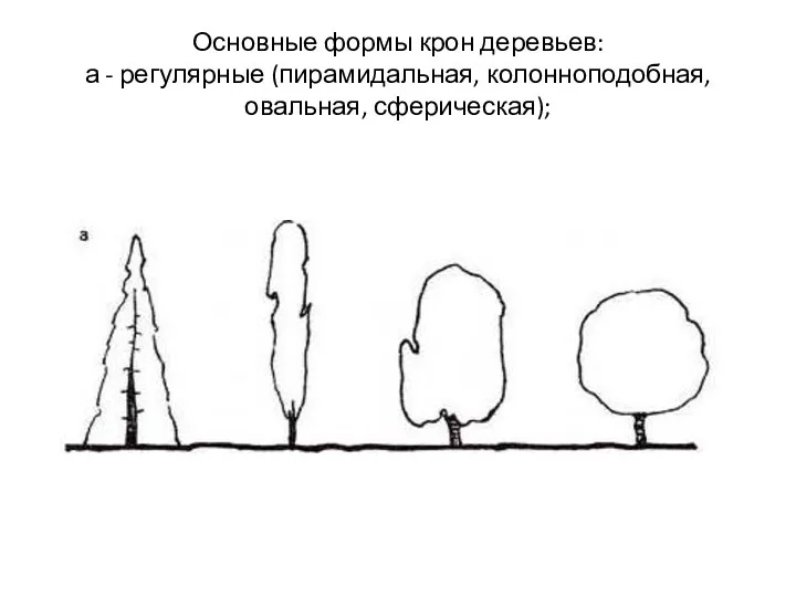 Основные формы крон деревьев: а - регулярные (пирамидальная, колонноподобная, овальная, сферическая);