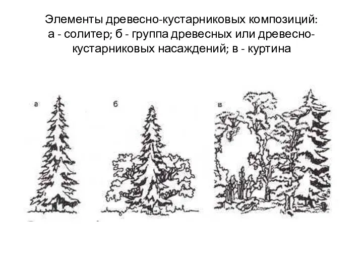 Элементы древесно-кустарниковых композиций: а - солитер; б - группа древесных или древесно-кустарниковых насаждений; в - куртина