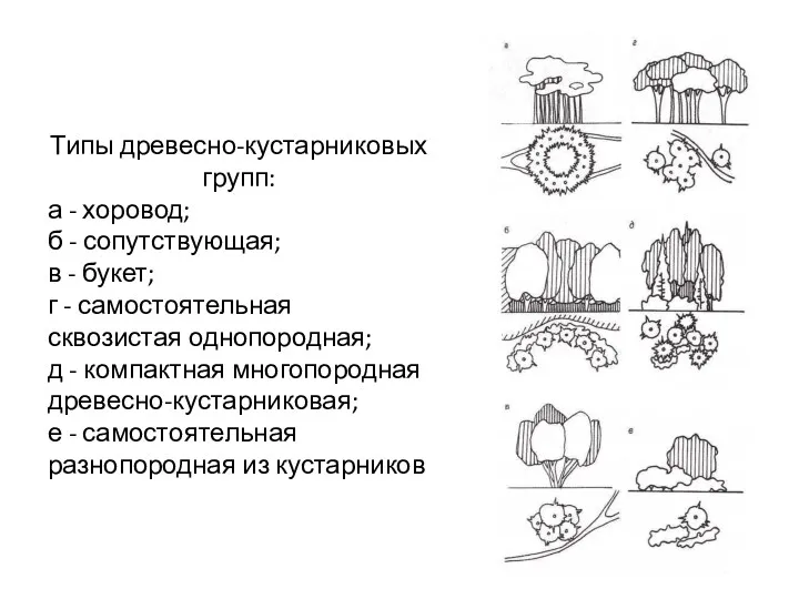 Типы древесно-кустарниковых групп: а - хоровод; б - сопутствующая; в