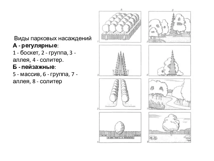 Виды парковых насаждений А - регулярные: 1 - боскет, 2