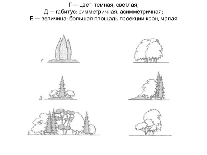 Г — цвет: темная, светлая; Д — габитус: симметричная, асимметричная;