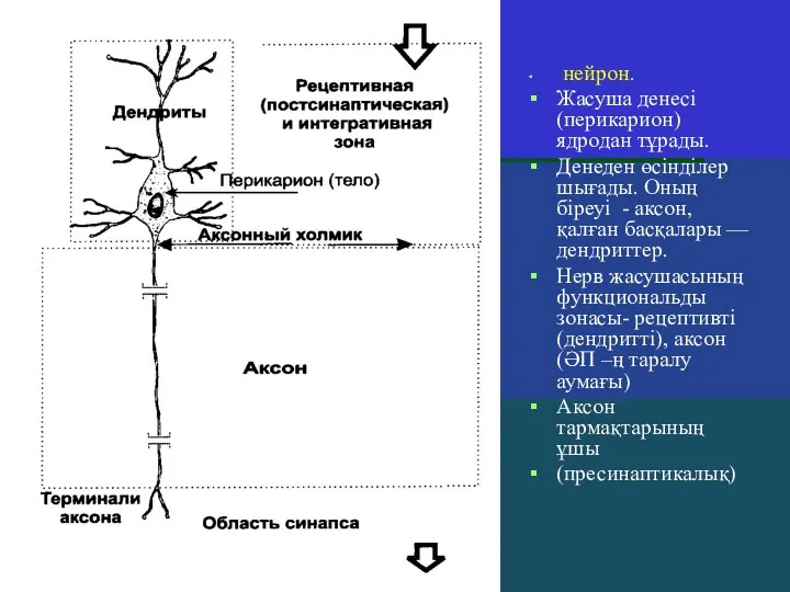 нейрон. Жасуша денесі (перикарион) ядродан тұрады. Денеден өсінділер шығады. Оның