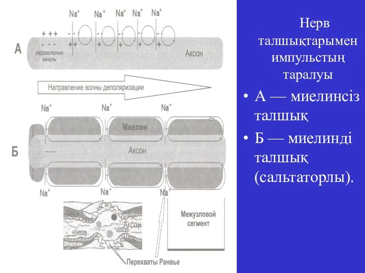 Нерв талшықтарымен импульстың таралуы А — миелинсіз талшық Б — миелинді талшық (сальтаторлы).