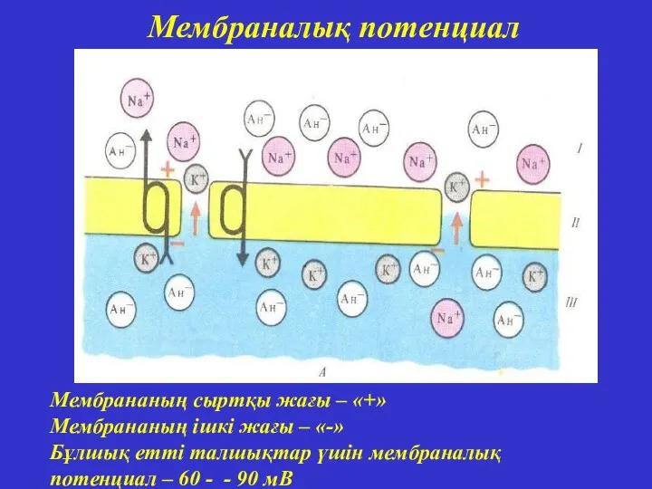 Мембрананың сыртқы жағы – «+» Мембрананың ішкі жағы – «-»