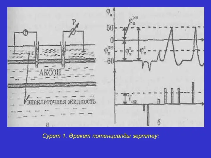 Сурет 1. Әрекет потенциалды зерттеу: