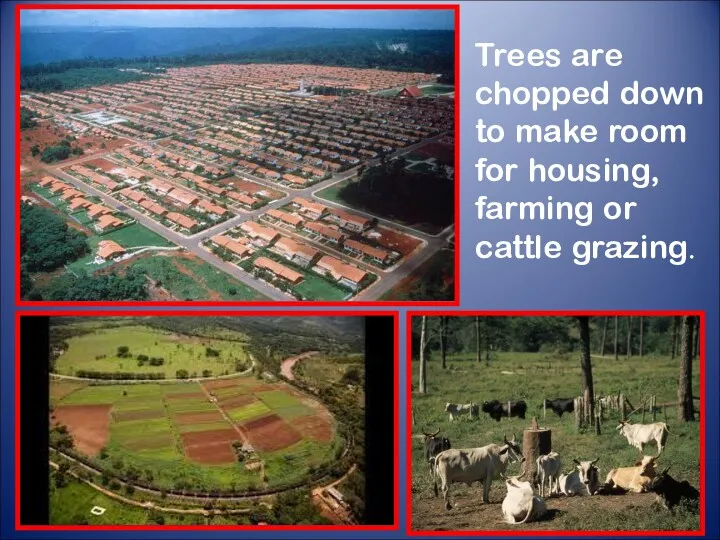 Trees are chopped down to make room for housing, farming or cattle grazing.