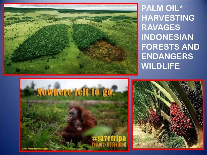 PALM OIL* HARVESTING RAVAGES INDONESIAN FORESTS AND ENDANGERS WILDLIFE *a