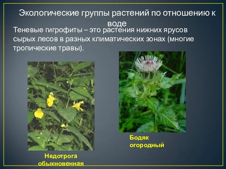 Экологические группы растений по отношению к воде Теневые гигрофиты – это растения нижних