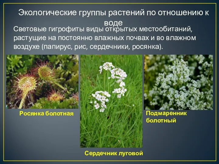 Экологические группы растений по отношению к воде Световые гигрофиты виды открытых местообитаний, растущие
