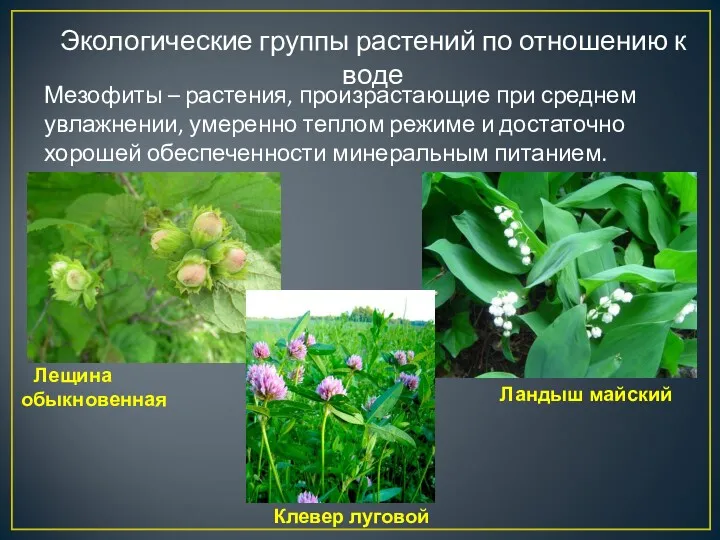 Экологические группы растений по отношению к воде Мезофиты – растения, произрастающие при среднем