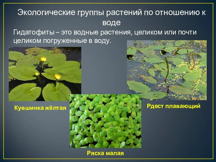 Экологические группы растений по отношению к воде Гидатофиты – это водные растения, целиком