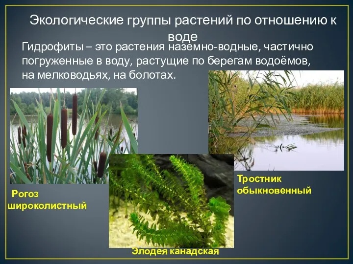Экологические группы растений по отношению к воде Гидрофиты – это растения наземно-водные, частично