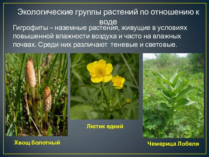 Экологические группы растений по отношению к воде Гигрофиты – наземные растения, живущие в