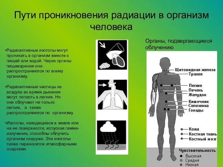 Пути проникновения радиации в организм человека Радиоактивные изотопы могут проникать