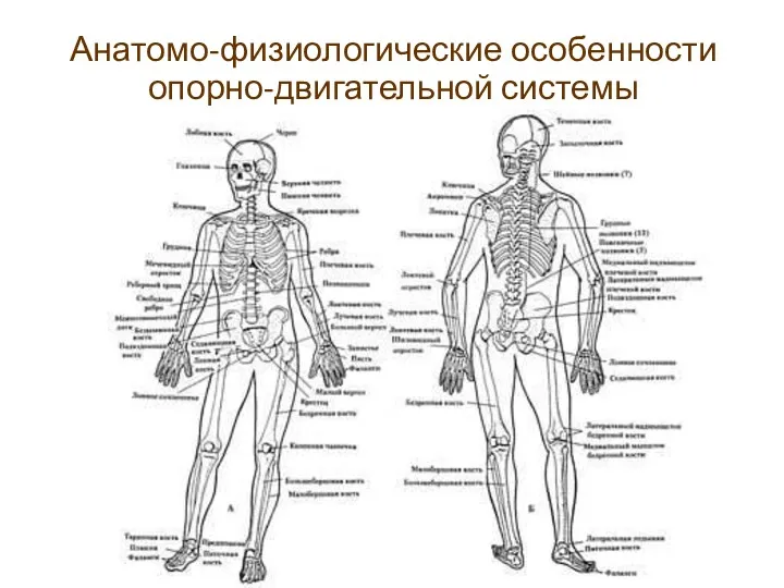 Анатомо-физиологические особенности опорно-двигательной системы