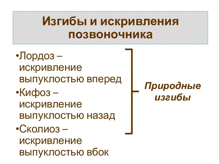 Изгибы и искривления позвоночника Лордоз – искривление выпуклостью вперед Кифоз