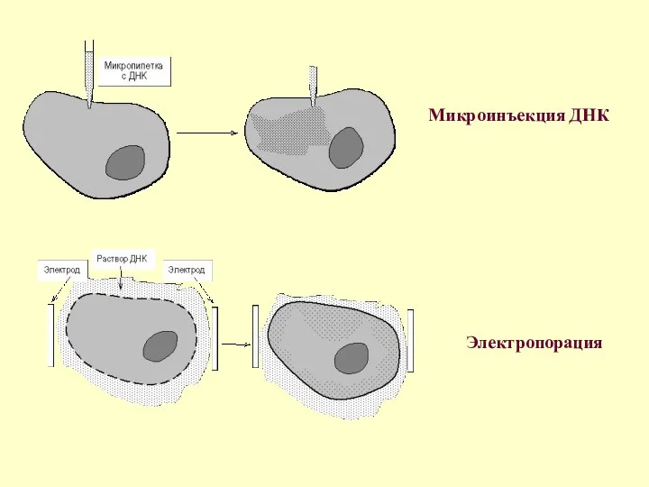 Микроинъекция ДНК Электропорация