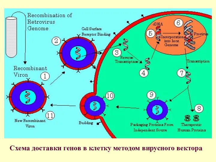 Схема доставки генов в клетку методом вирусного вектора