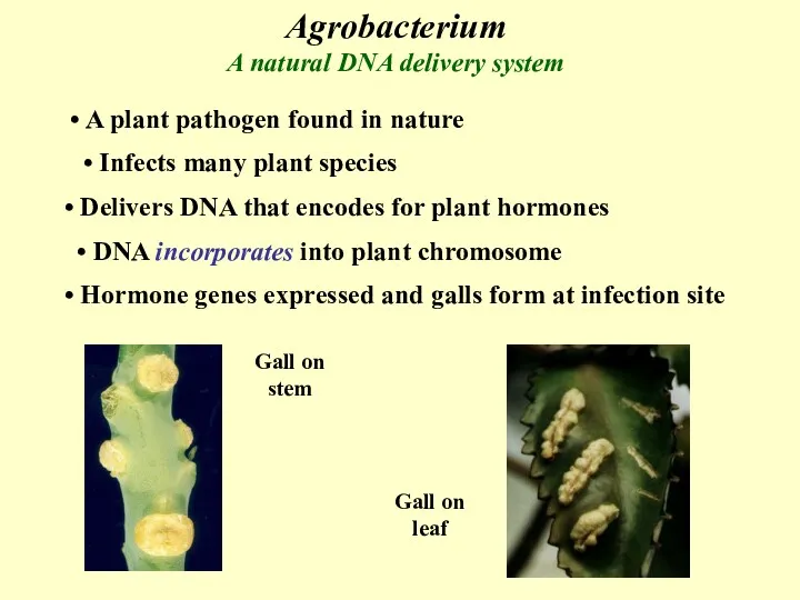 Agrobacterium A natural DNA delivery system A plant pathogen found