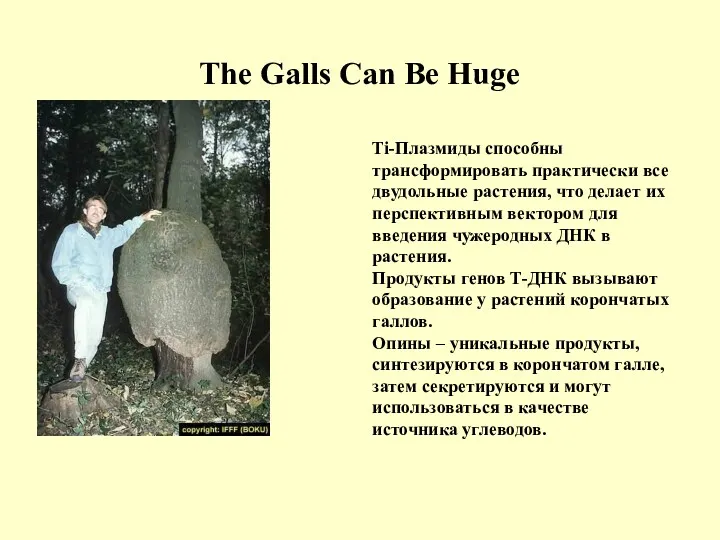 The Galls Can Be Huge Ti-Плазмиды способны трансформировать практически все