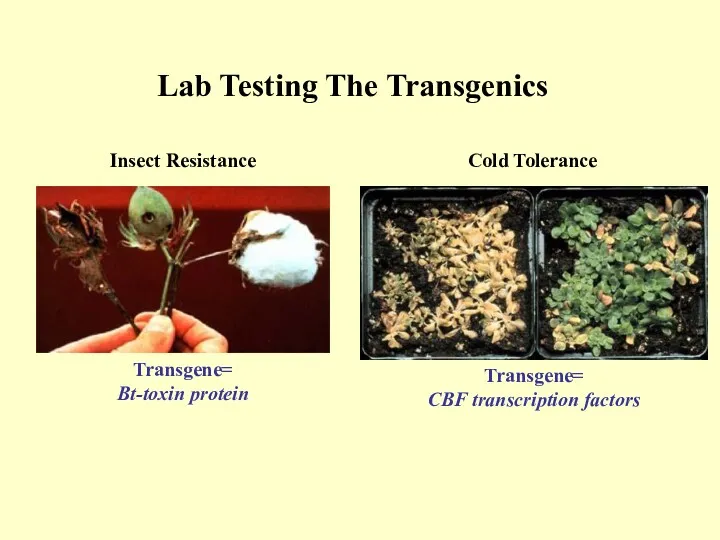 Lab Testing The Transgenics Transgene= Bt-toxin protein Transgene= CBF transcription factors