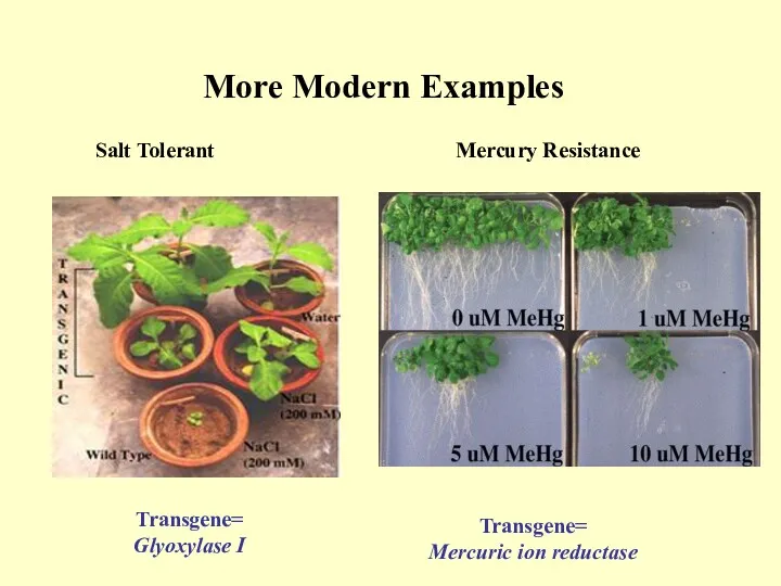 More Modern Examples Transgene= Glyoxylase I Transgene= Mercuric ion reductase
