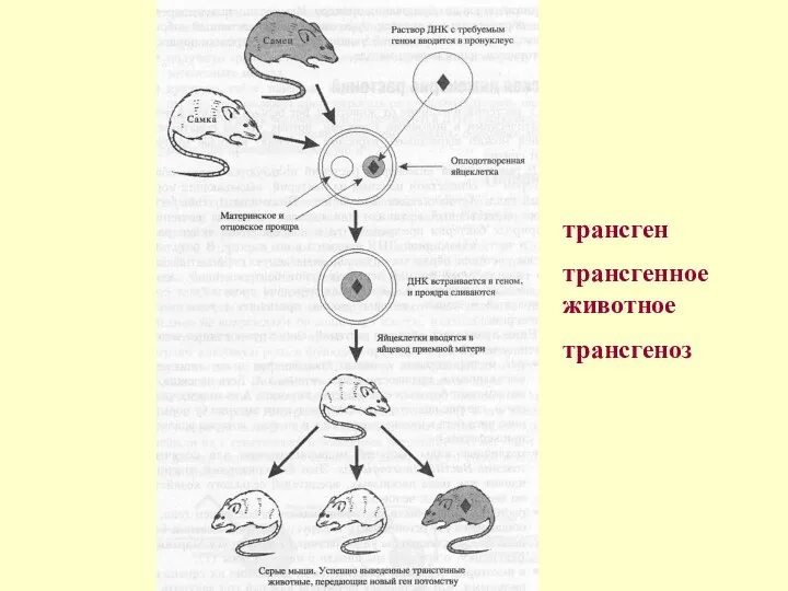 трансген трансгенное животное трансгеноз