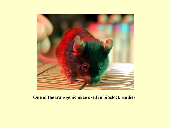 One of the transgenic mice used in bioclock studies