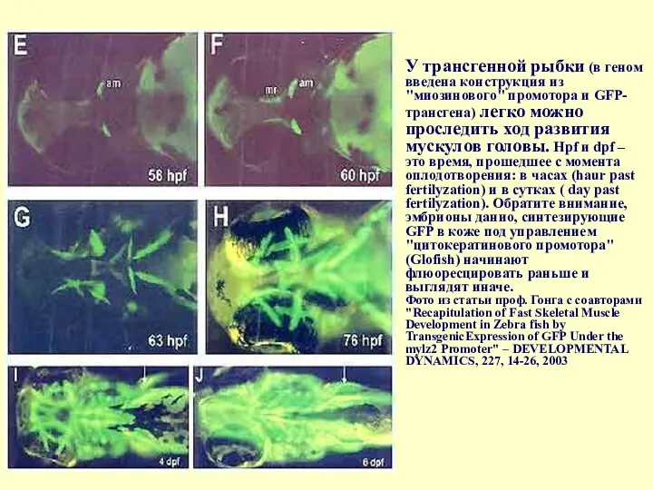 У трансгенной рыбки (в геном введена конструкция из "миозинового" промотора