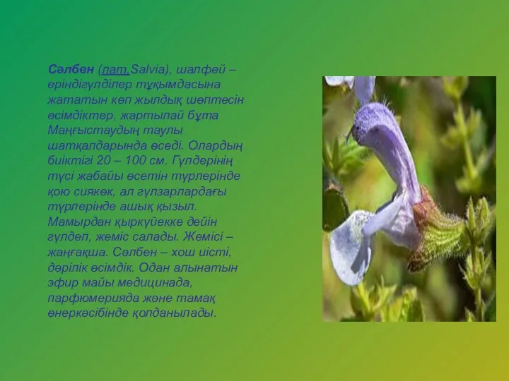 Сәлбен (лат.Salvia), шалфей – еріндігүлділер тұқымдасына жататын көп жылдық шөптесін