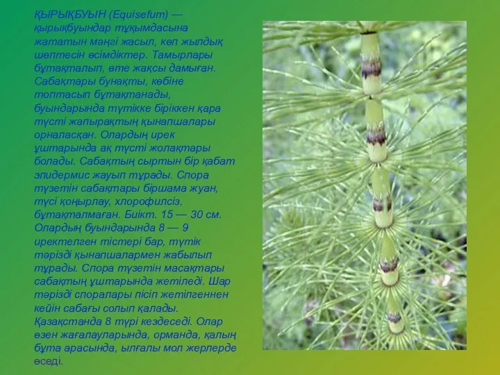 ҚЫРЫҚБУЫН (Equіsefum) — қырықбуындар тұқымдасына жататын мәңгі жасыл, көп жылдық