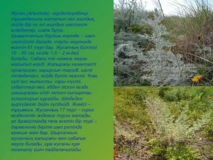 Жусан (Artemіsіa) –күрделігүлділер тұқымдасына жататын көп жылдық, кейде бір не