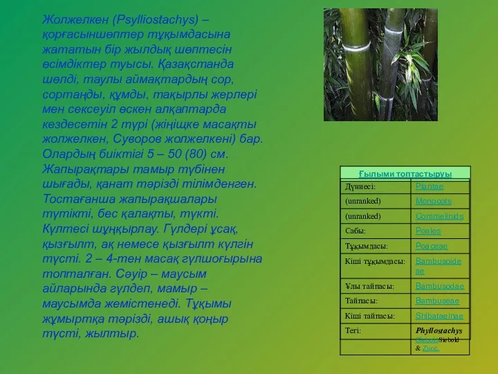 Жолжелкен (Psyllіostachys) – қорғасыншөптер тұқымдасына жататын бір жылдық шөптесін өсімдіктер