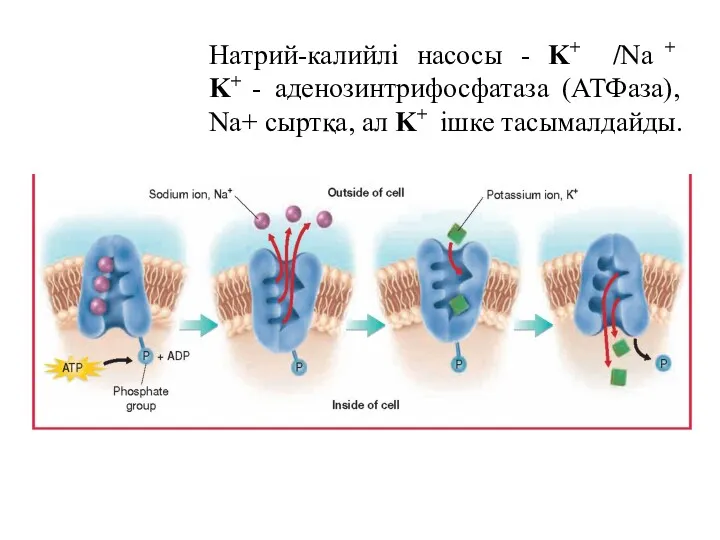 Натрий-калийлі насосы - K+ /Na + K+ - аденозинтрифосфатаза (АТФаза), Na+ сыртқа, ал K+ ішке тасымалдайды.