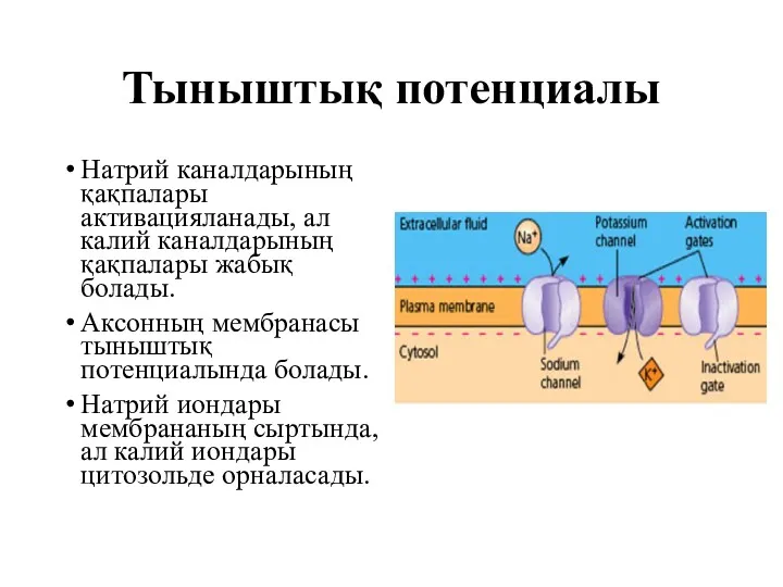 Тыныштық потенциалы Натрий каналдарының қақпалары активацияланады, ал калий каналдарының қақпалары