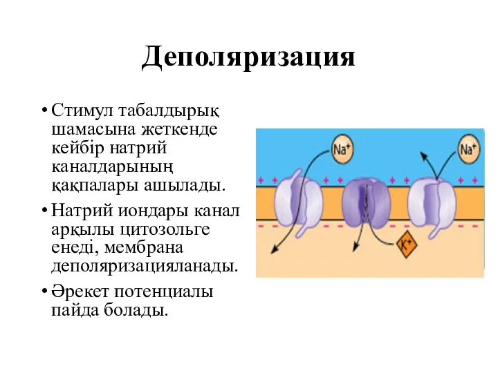 Деполяризация Стимул табалдырық шамасына жеткенде кейбір натрий каналдарының қақпалары ашылады.