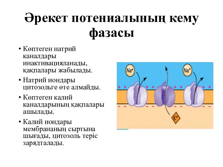 Әрекет потениалының кему фазасы Көптеген натрий каналдары инактивацияланады, қақпалары жабылады.