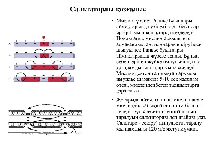 Сальтаторлы қозғалыс Миелин үзілісі Ранвье буындары аймақтарында үзіледі, осы буындар