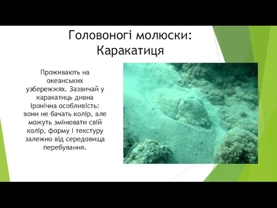 Головоногі молюски: Каракатиця Проживають на океанських узбережжях. Зазвичай у каракатиць