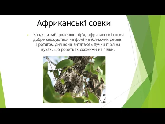 Африканські совки Завдяки забарвленню пір'я, африканські совки добре маскуються на фоні найближчих дерев.