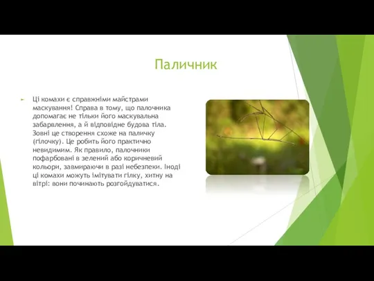 Паличник Ці комахи є справжніми майстрами маскування! Справа в тому, що палочника допомагає