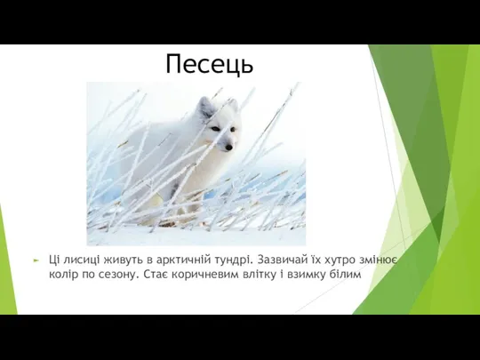 Песець Ці лисиці живуть в арктичній тундрі. Зазвичай їх хутро змінює колір по