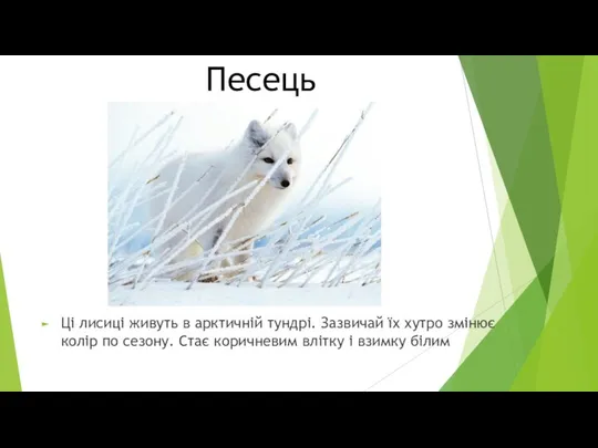 Песець Ці лисиці живуть в арктичній тундрі. Зазвичай їх хутро