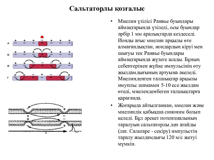 Сальтаторлы қозғалыс Миелин үзілісі Ранвье буындары аймақтарында үзіледі, осы буындар