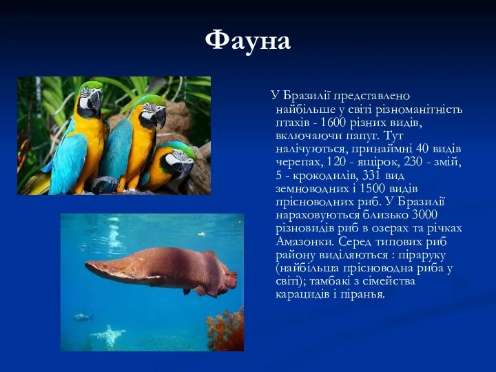 Фауна У Бразилії представлено найбільше у світі різноманітність птахів - 1600 різних видів,