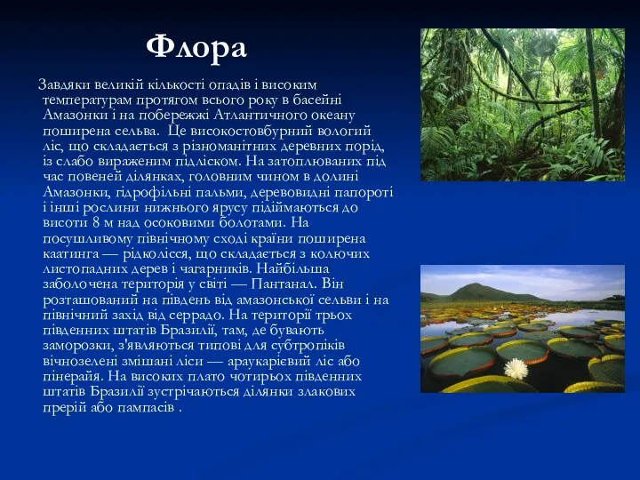 Флора Завдяки великій кількості опадів і високим температурам протягом всього року в басейні