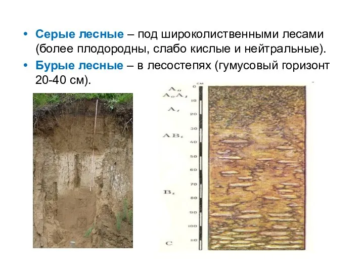 Серые лесные – под широколиственными лесами (более плодородны, слабо кислые