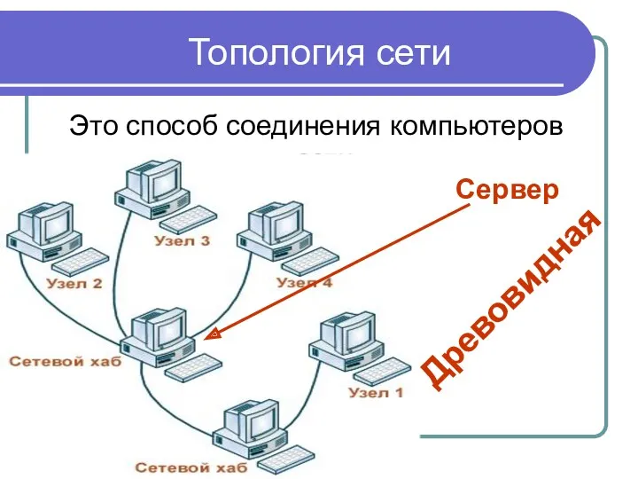 Топология сети Это способ соединения компьютеров сети. Древовидная Сервер