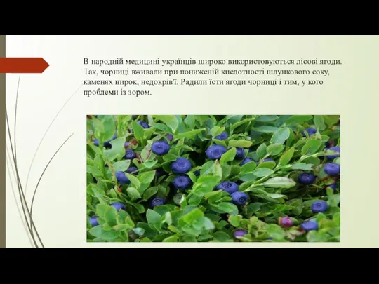 В народній медицині українців широко використовуються лісові ягоди. Так, чорниці