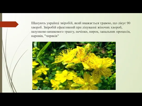 Шанують українці звіробій, який вважається травою, що лікує 90 хвороб.